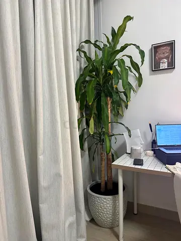 Large Dracaena Plant for Sale
