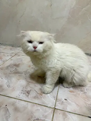 White long-haired cat — friendly adult looking for new home
