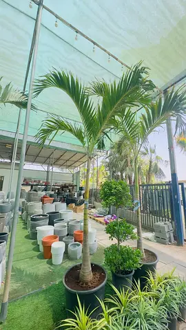 Large waichia Palm in Pot + Assorted Garden Pots (Nursery Pickup)