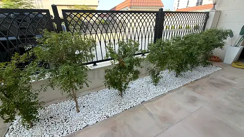 Balcony planter strip set of 5 treeswith white decorative pebbles smells very nice - ready installed