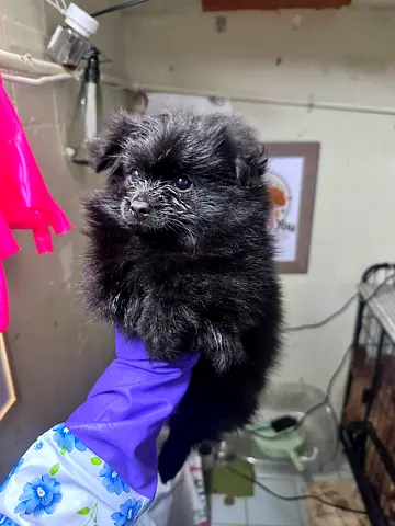 Young black Pomeranian puppy — friendly and fluffy