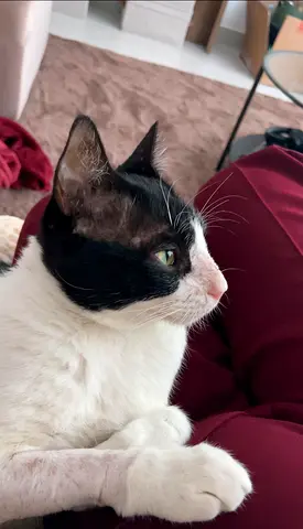 🤍🖤 FREE ADOPTION – Meet Mike, the Gentle Giant Looking for His Forever Home 🏡🐾