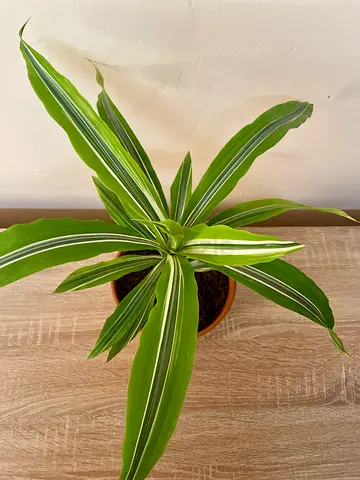 Dracaena Lemon lime