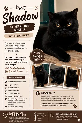 Cat for rehoming