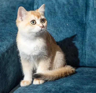 kittens