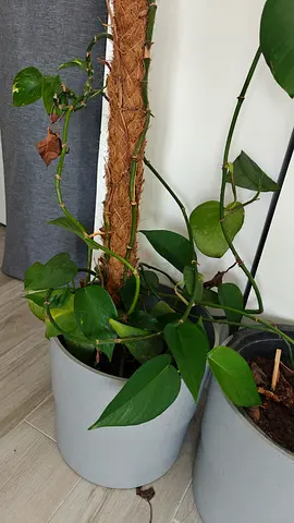 Real Indoor Plants with pots