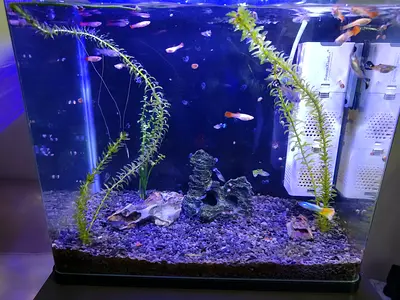 Premium Fish aquarium