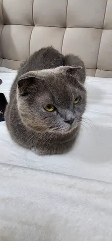 Friendly gray Scottish Fold cat — looking for a new home - for adoption