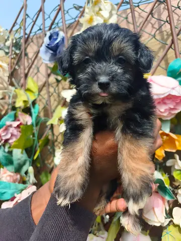 Toy Maltipoo female and male