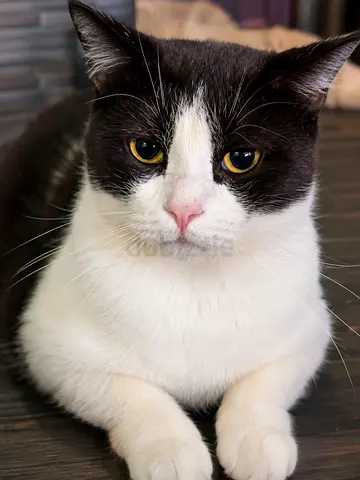 Cat for rehoming