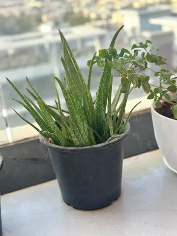 Healthy Aloe Vera Plant in Black Nursery Pot