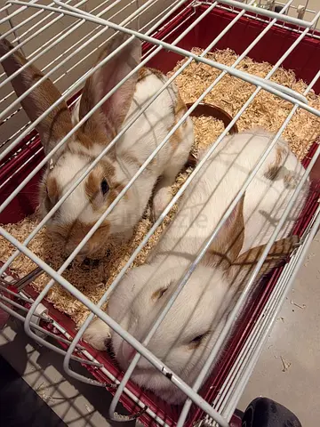 Young Fluffy Rabbit Couple