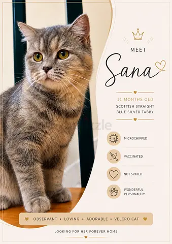 Cat for rehoming