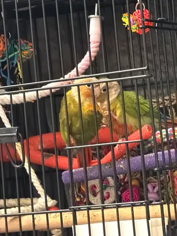 Green Cheek Conure and pineapple conure with Cage and Toys / friendly