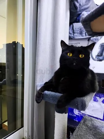 Cute cats looking for a new home