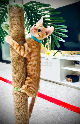 Young orange Bengal male kitten - playful, healthy, vaccinated