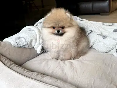 Cute Pomeranian puppy available for adoption