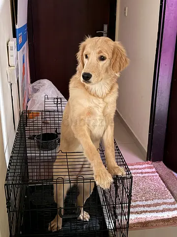 Pet for free adoption