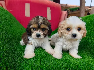 Toy Maltipoo