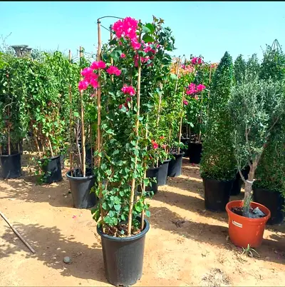 Bougainvillea climbing plant in large pot - healthy, flowering