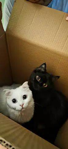 Two Turkish Angora cats for free