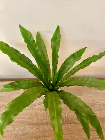 Birds nest fern (water plant)