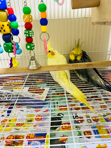 Beautiful cocktails finding new home