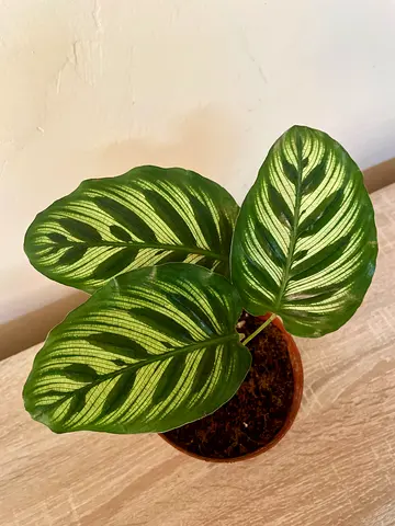 Calathea