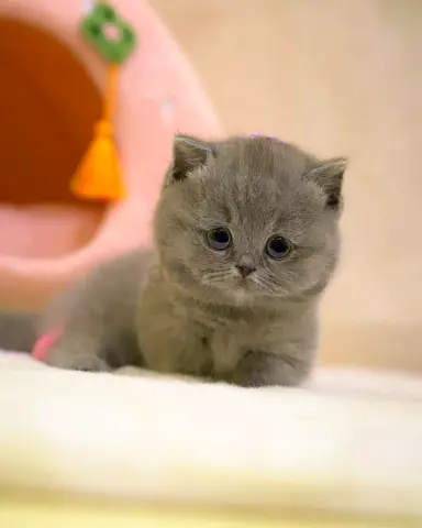 British shorthair kitten
