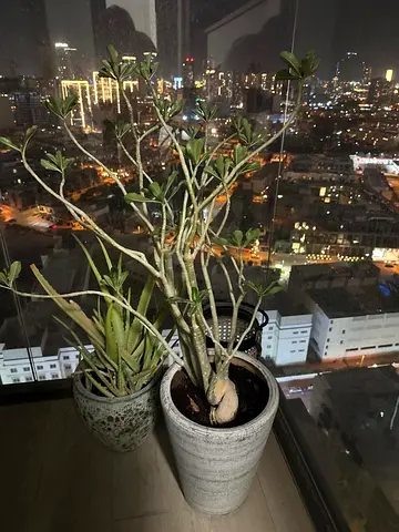 Aloe Vera & desert rose