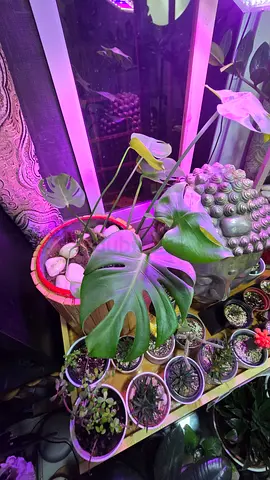 Monstera plant for sale