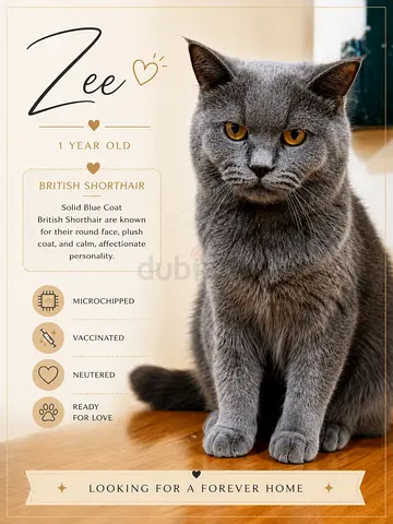 Cat for rehoming