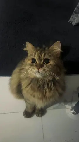 Female Cat for adoption