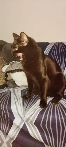 Cat for Adoption