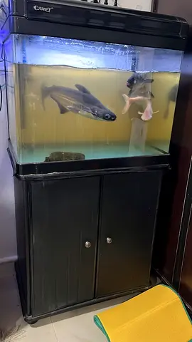 40-50cm Aquarium with Stand and Fish - Ready to Move (needs cleaning)