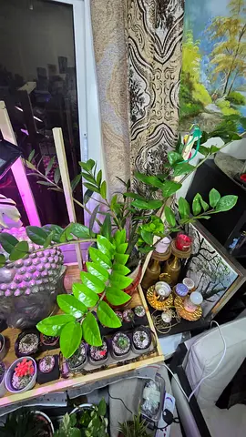 Zz plant for sale