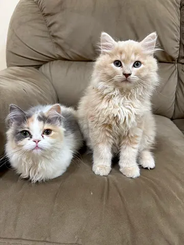 Persian Cats