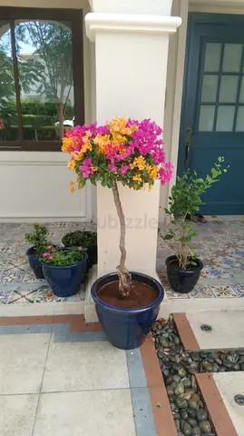 Potted bougainvillea tree in blue ceramic planter