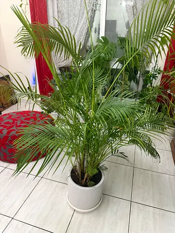 Large indoor Areca Palm in white pot —available