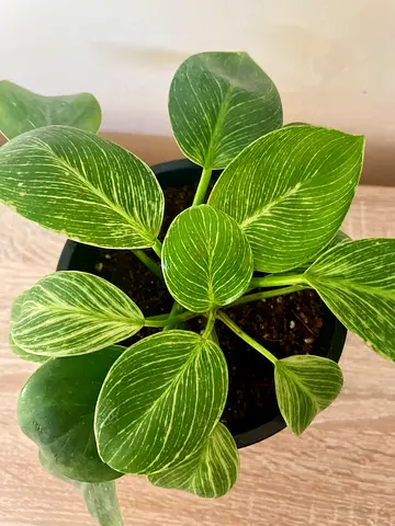 Philodendron Birkin (small)