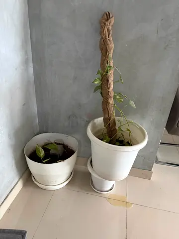 Two white plant pots with climbing money plant (pothos) - includes moss pole