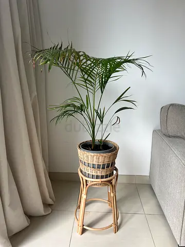 Rattan plant stand with woven basket and indoor palm and Golden Pothos with pot and plate
