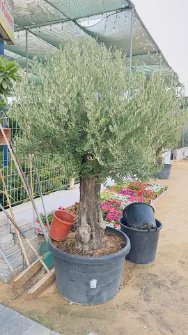Large Mature Olive Tree in Planter - Ready for Garden or Patio