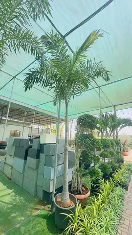 Royal Palm Tree (Potted) - Tall Outdoor Ornamental Palm
