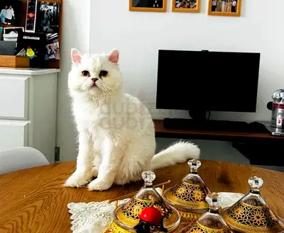 Free adoption Persian male white