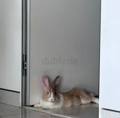 Rabbit for adoption