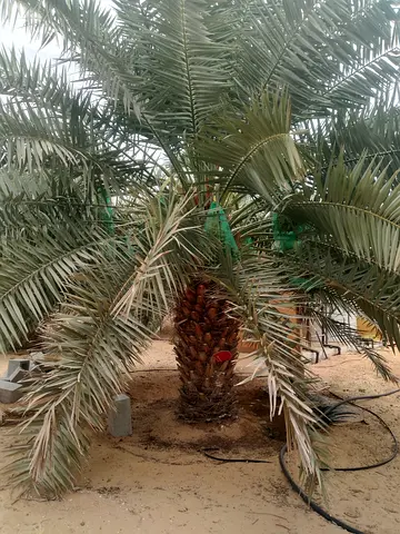 Palm tree