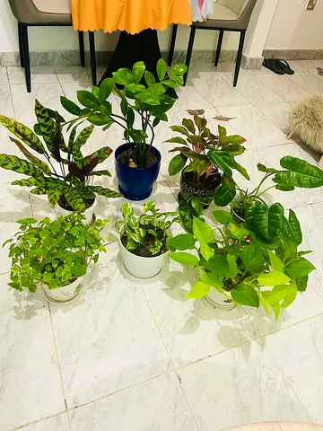 Collection of 7 indoor potted houseplants — mixed varieties, healthy