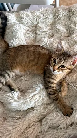 kitten for adoption