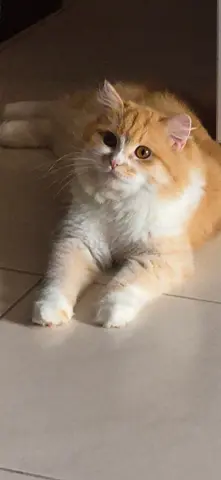 3 years old hemalian cat for free adaptation